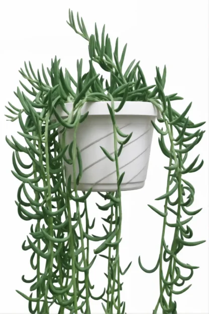 string-of-bananas-senecio-radicans-indoor-plant string-of-bananas-senecio-radicans-indoor-plant