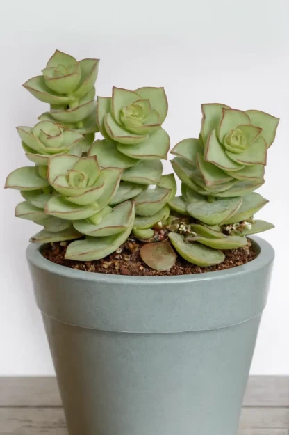 string-of-buttons-crassula-perforata-indoor-plant string-of-buttons-crassula-perforata-indoor-plant