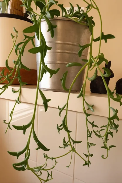 string-of-dolphins-senecio-peregrinus-indoor-plant string-of-dolphins-senecio-peregrinus-indoor-plant