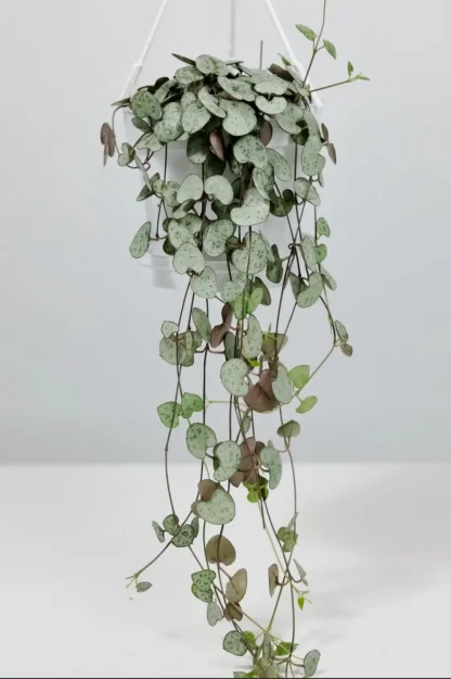 string-of-hearts-ceropegia-woodii-indoor-plant string-of-hearts-ceropegia-woodii-indoor-plant
