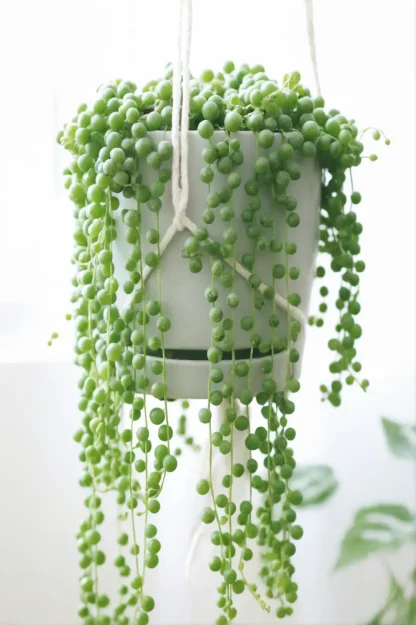 string-of-pearls-senecio-rowleyanus-indoor-plant string-of-pearls-senecio-rowleyanus-indoor-plant