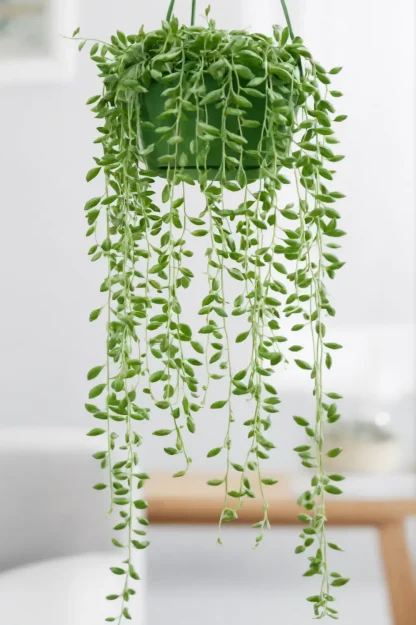 string-of-tears-senecio-herreianus-indoor-plant string-of-tears-senecio-herreianus-indoor-plant