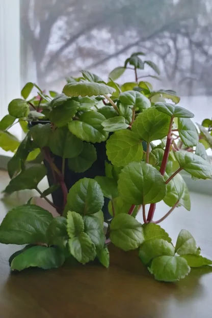 swedish-ivy-plectranthus-australis-indoor-plant swedish-ivy-plectranthus-australis-indoor-plant