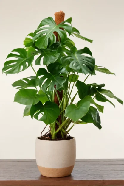 swiss-cheese-plant-monstera-deliciosa-indoor-plant swiss-cheese-plant-monstera-deliciosa-indoor-plant