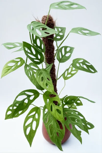 swiss-cheese-vine-monstera-adansonii-indoor-plant swiss-cheese-vine-monstera-adansonii-indoor-plant