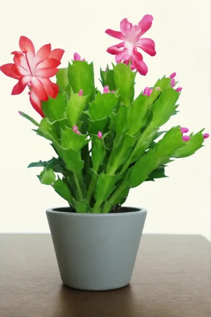 thanksgiving-cactus-schlumbergera-truncata-indoor-house-plant thanksgiving-cactus-schlumbergera-truncata-indoor-house-plant