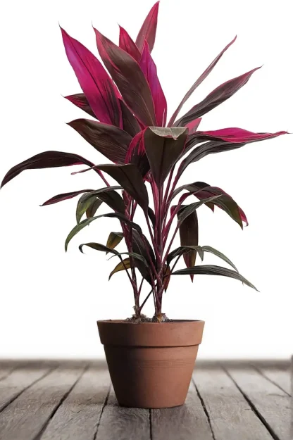 ti-plant-cordyline-fruticosa-indoor ti-plant-cordyline-fruticosa-indoor